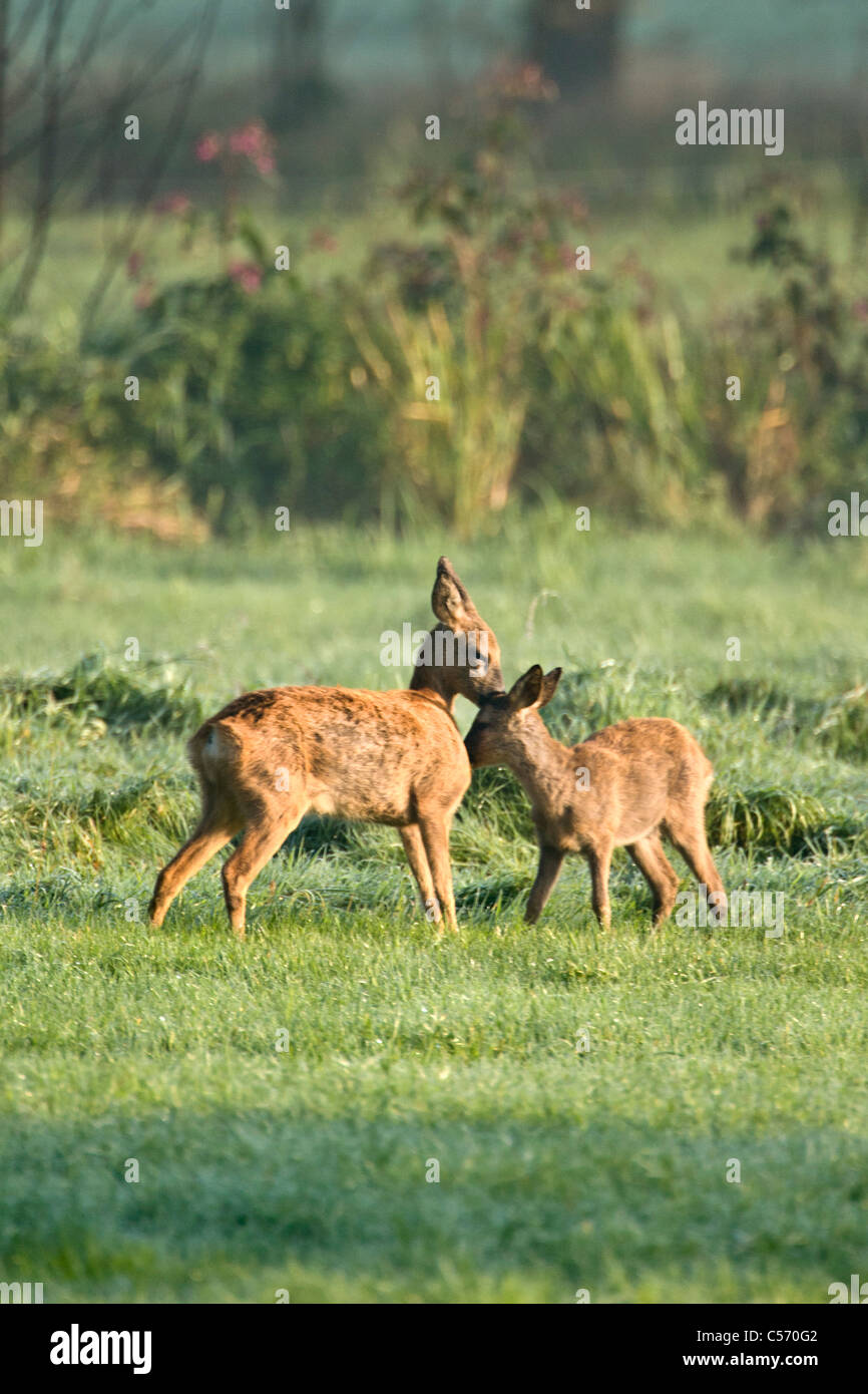 I Paesi Bassi, 's-Graveland, cervo e capriolo leccare vicenda. Foto Stock