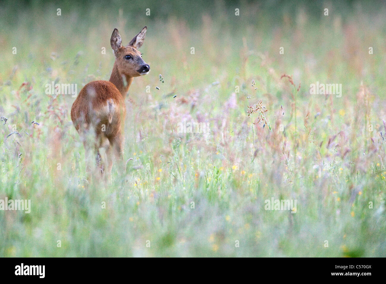 I Paesi Bassi, 's-Graveland, cervo e capriolo. Foto Stock