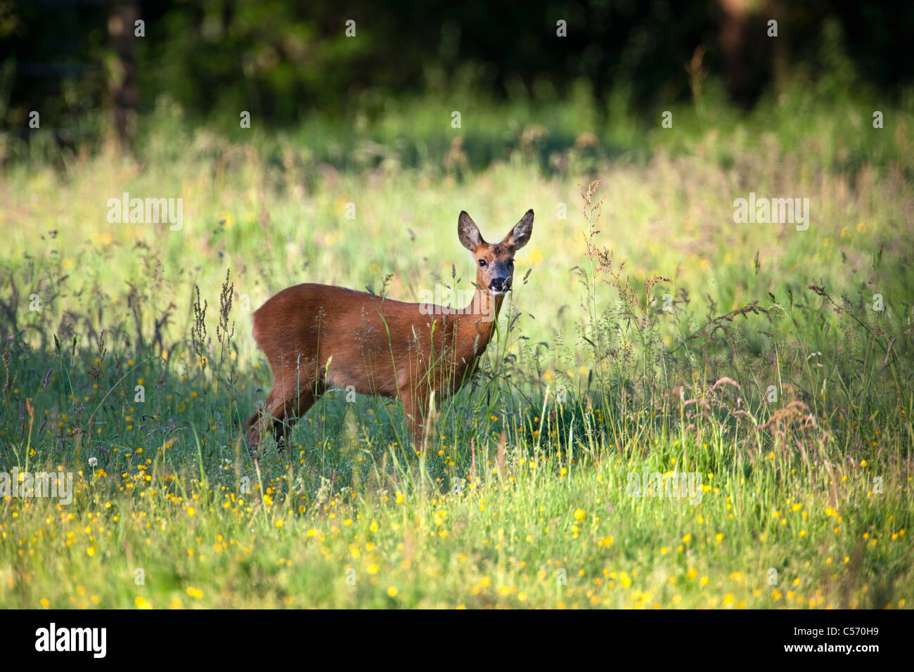 I Paesi Bassi, 's-Graveland, cervo e capriolo. Foto Stock