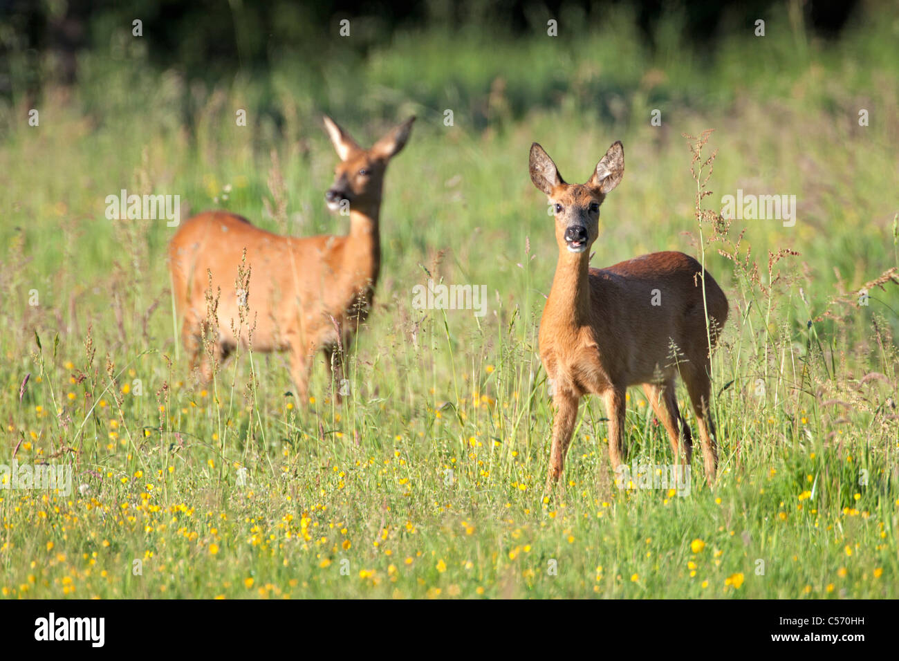 I Paesi Bassi, 's-Graveland, coppia di cervo o capriolo. Foto Stock