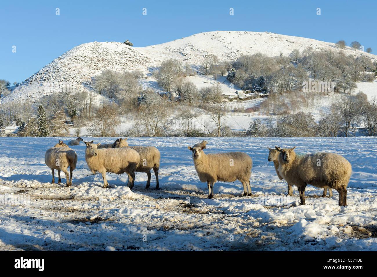 Pecore in neve, in inverno, Galles Foto Stock