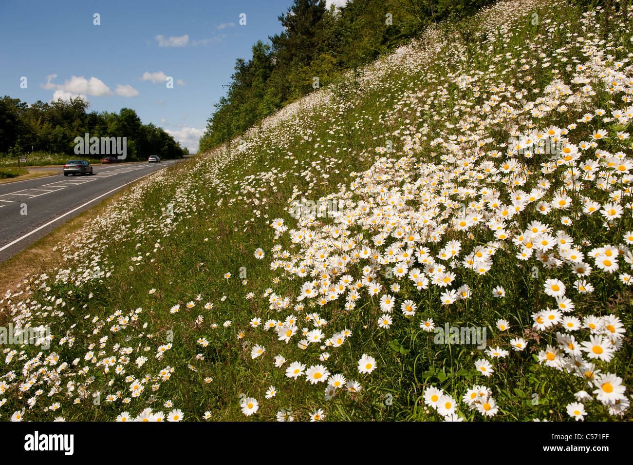 Oxeye margherite sulla strada. Leucanthemum vulgare Foto Stock