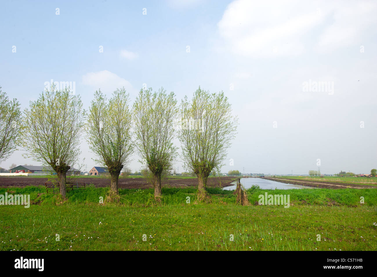 Agricoltura olandese paesaggio con pollard salici e fiume Foto Stock