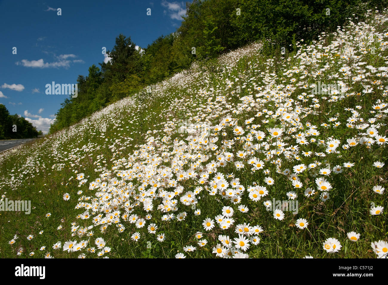 Oxeye margherite sulla strada. Leucanthemum vulgare Foto Stock