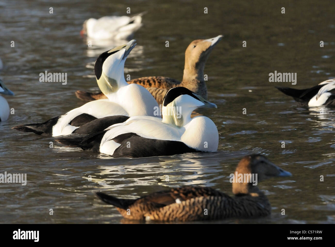 Eider (Somateria mollissima) maschi adulti la visualizzazione per le femmine da sbuffando il petto fino e chiamando, WWT Slimbridge, UK. Foto Stock