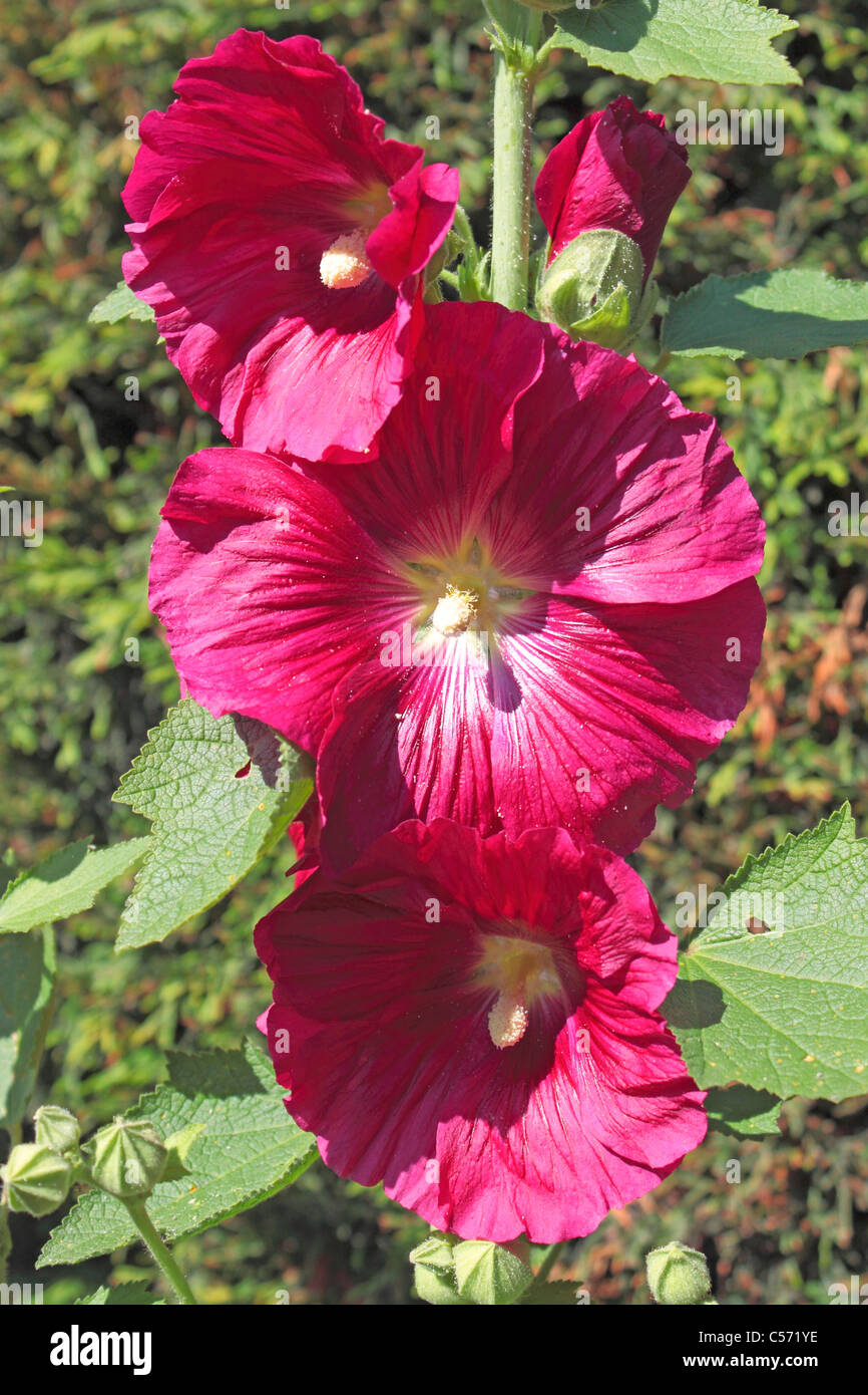 Rosso fiori Hollyhocks Foto Stock