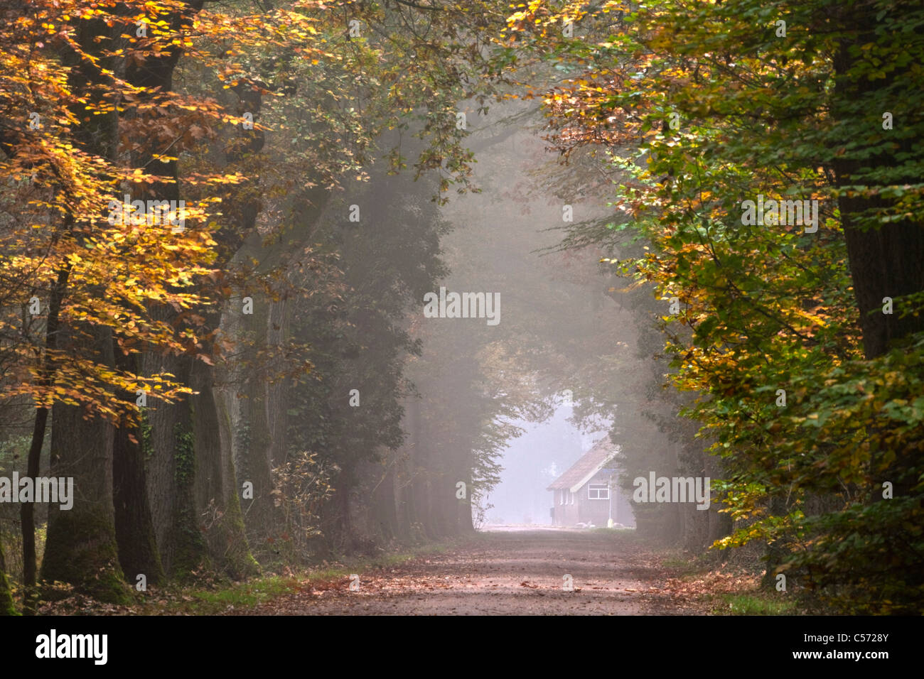 I Paesi Bassi, Diepenheim, colori dell'autunno. Strada forestale Foto Stock