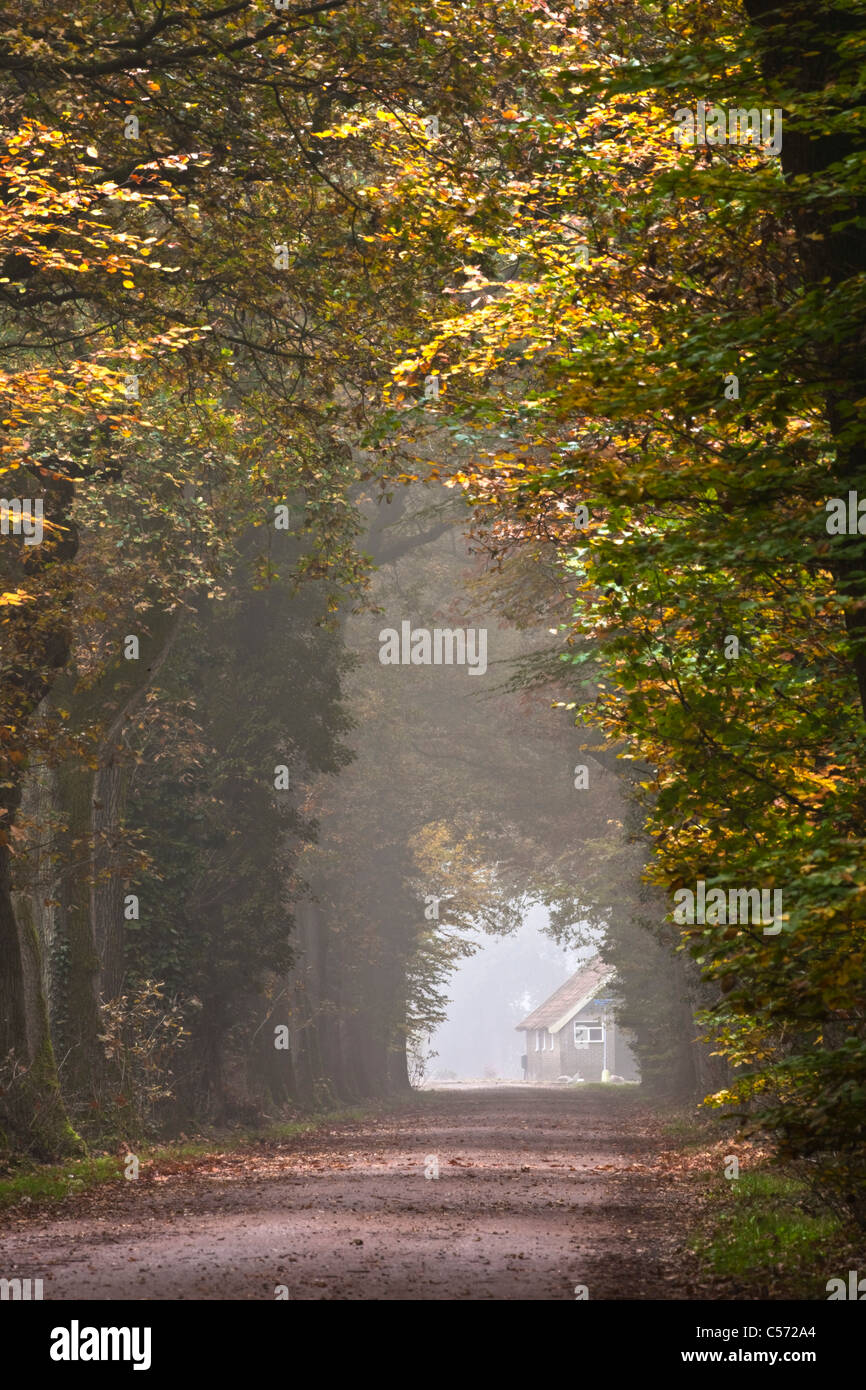 I Paesi Bassi, Diepenheim, colori dell'autunno. La strada forestale. Foto Stock