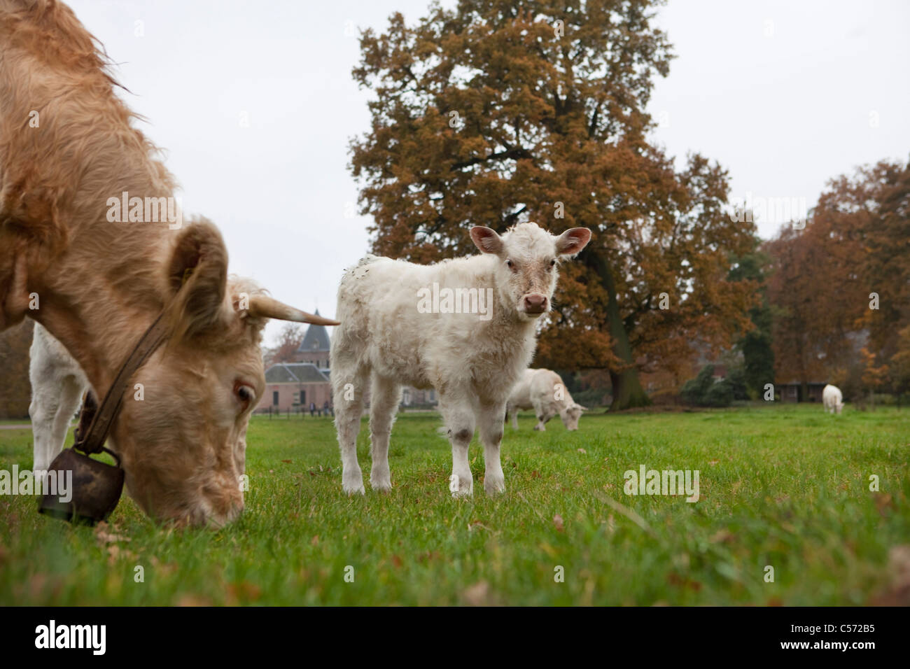 I Paesi Bassi, Delden, colori dell'autunno. Vacche su Twickel station wagon. Foto Stock