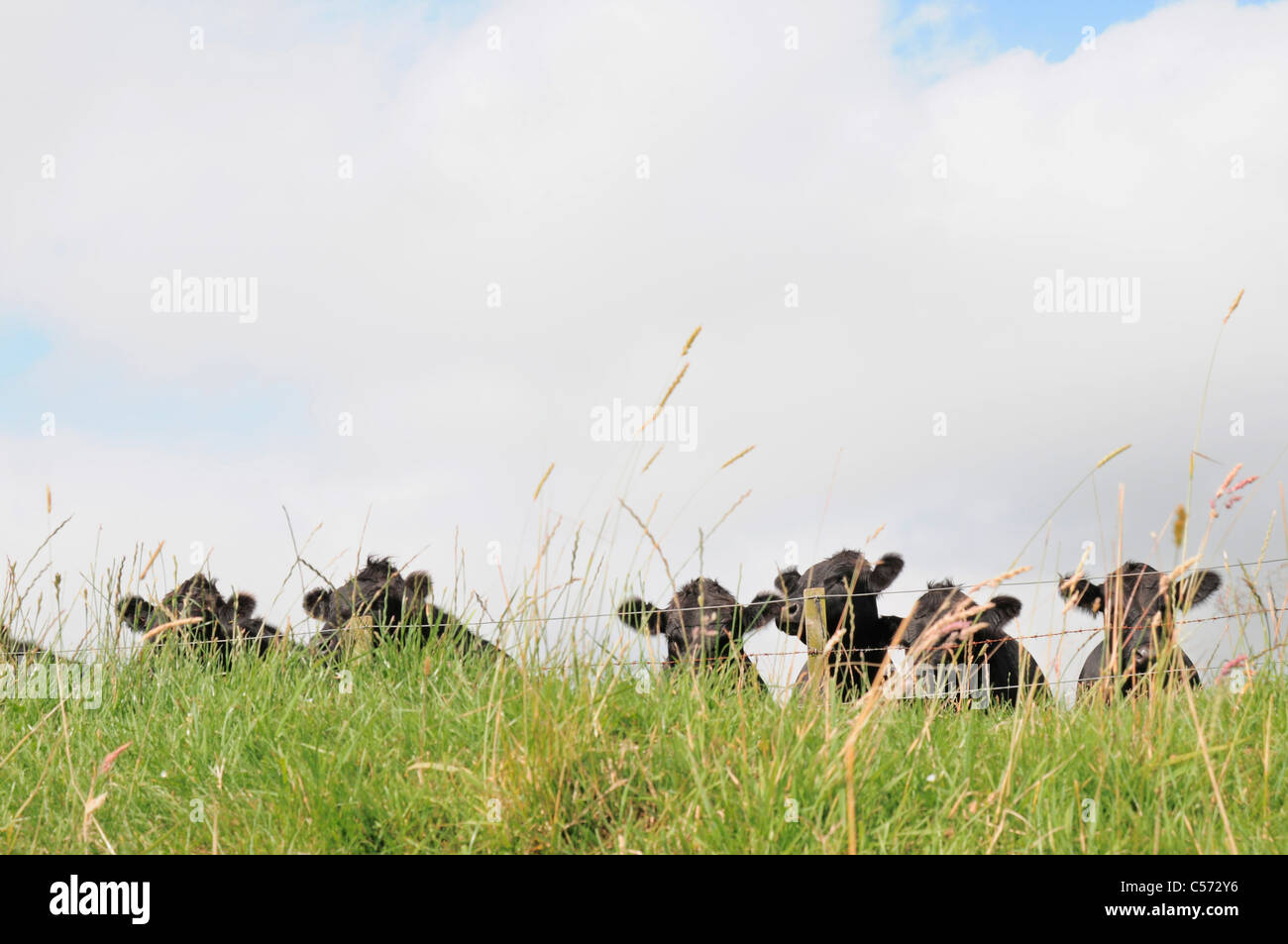 Le mucche in campo recintato Foto Stock
