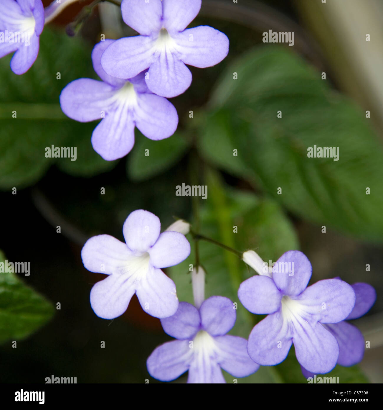 Streptocarpus Stelle Cadenti Fiori Foto Stock