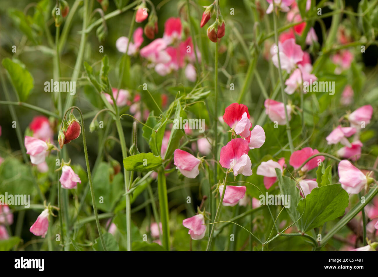 Sweet Pea Lathyrus odoratus "dipinto Lady', in fiore Foto Stock