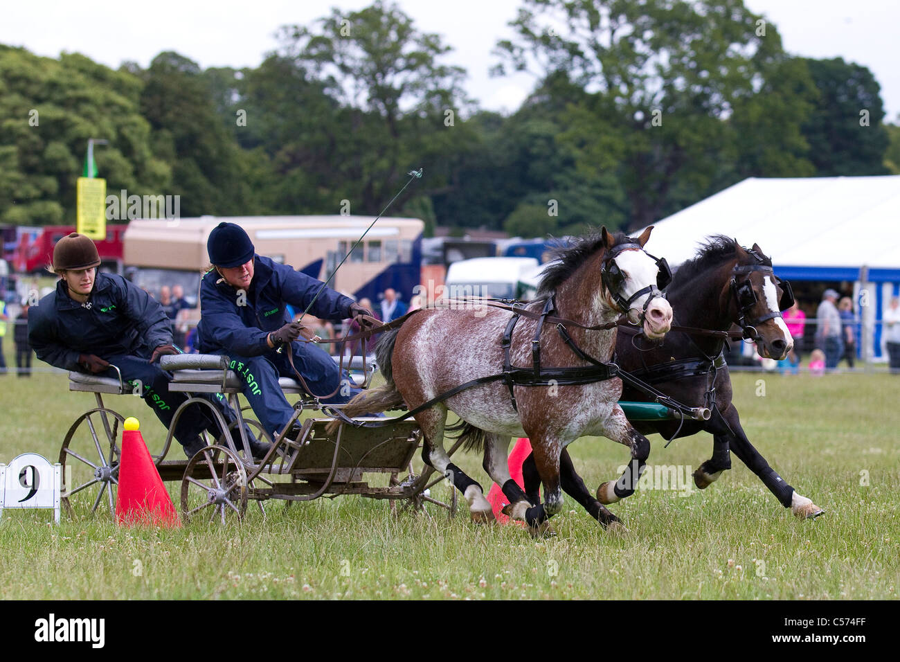 Scurry Racers a Raby Castle Game & Country Fair, Staindrop, Durham, Regno Unito. Scurry guida è un frenetico sport equestre in cui una coppia di pony tirare un carrello attorno a un corso di coni in un tentativo di ottenere il miglior tempo. Il nome completo di questo sport è il doppio del cavo guida scurry. Foto Stock