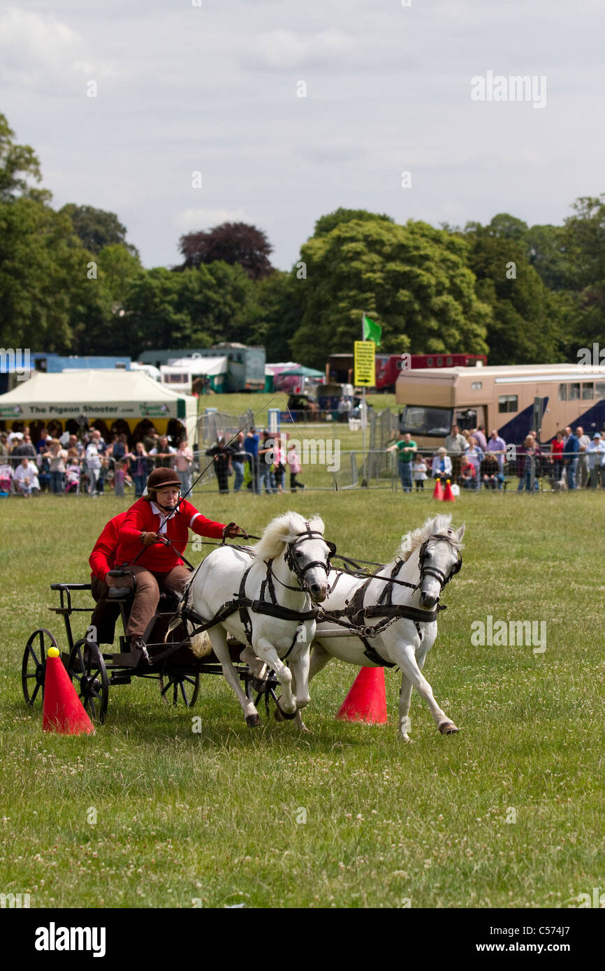 Scurry Racers a Raby Castle Game & Country Fair, Staindrop, Durham, Regno Unito. Scurry guida è un frenetico sport equestre in cui una coppia di pony tirare un carrello attorno a un corso di coni in un tentativo di ottenere il miglior tempo. Il nome completo di questo sport è il doppio del cavo guida scurry. Foto Stock