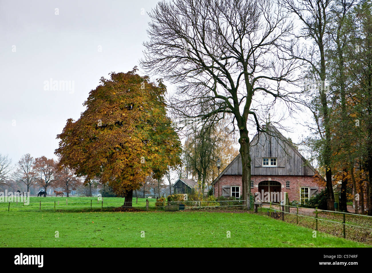 Nei Paesi Bassi, vicino a Ootmarsum. Cavalli, farm. Colori dell'autunno. Foto Stock