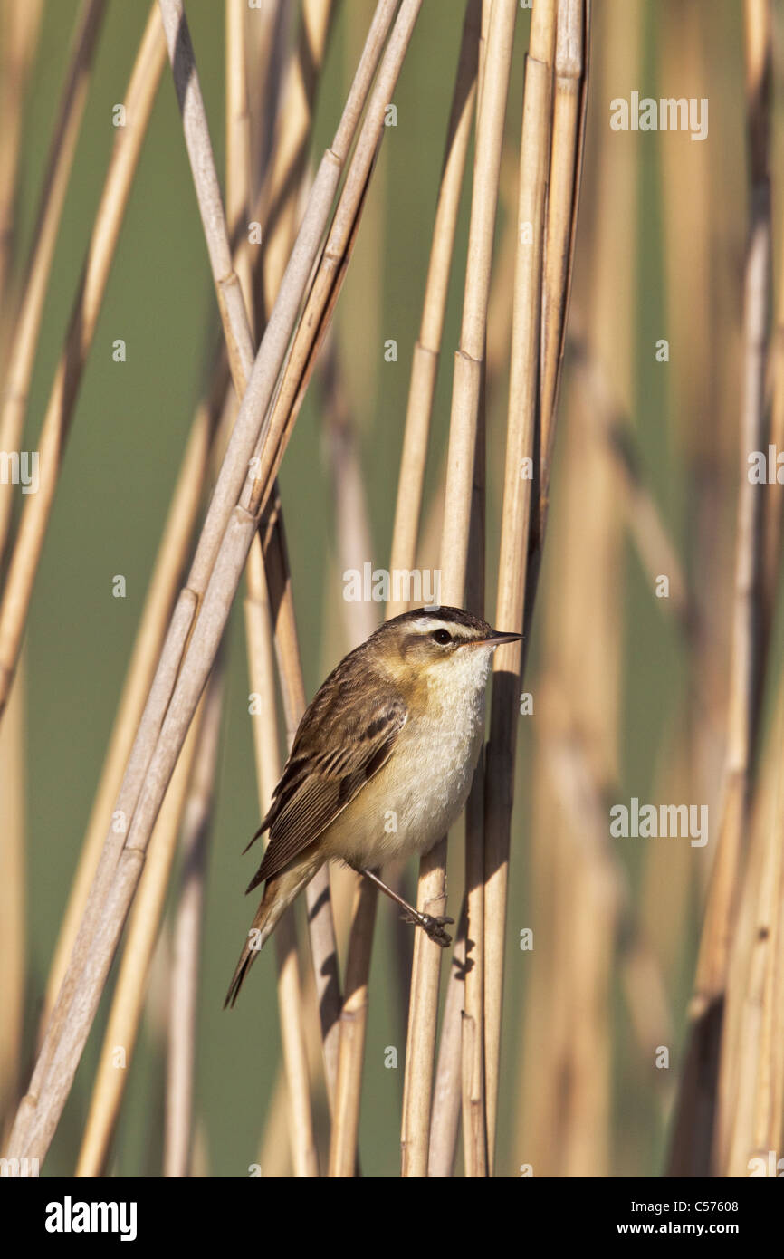 Un adulto Sedge Trillo in un letto di reed Foto Stock