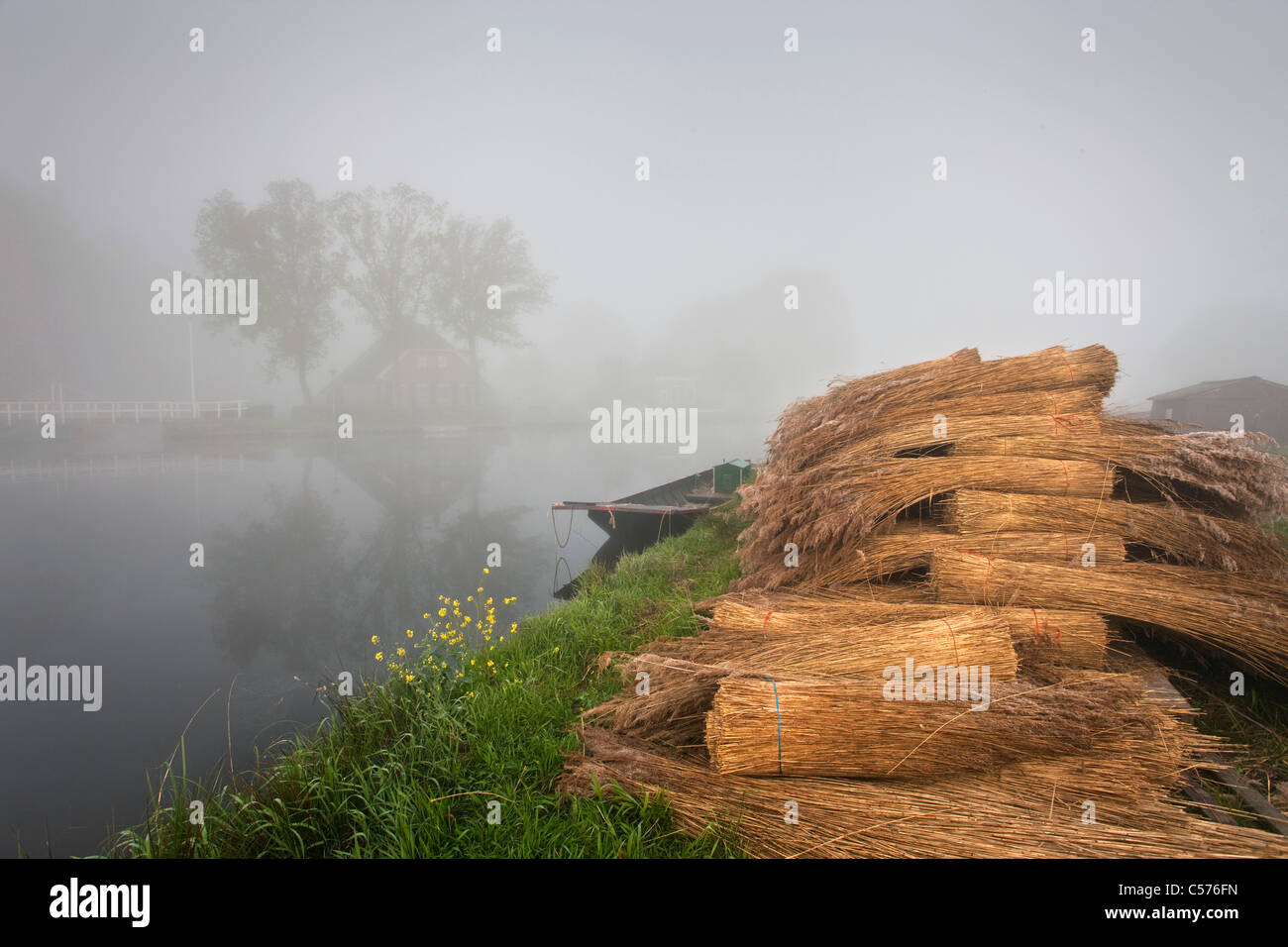 I Paesi Bassi, Kalenberg, tumulo di reed nella nebbia di mattina. Background: farm. Foto Stock