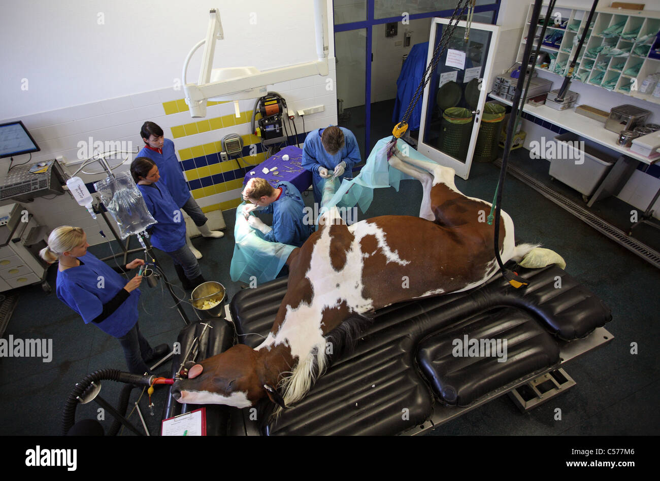 I veterinari operanti su un cavallo è la gamba Foto Stock