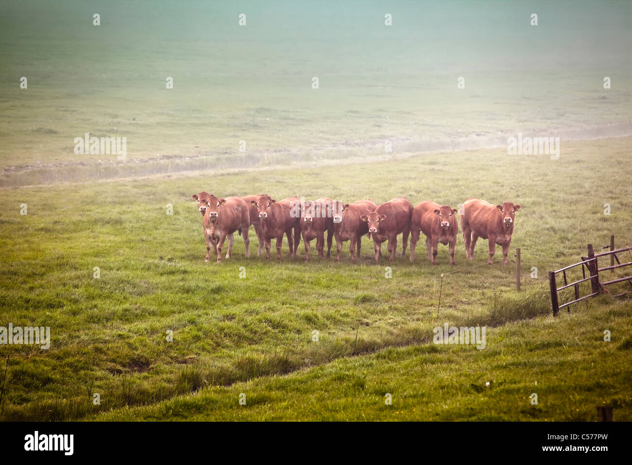 I Paesi Bassi, Zalk, mucche nella nebbia di mattina. Foto Stock