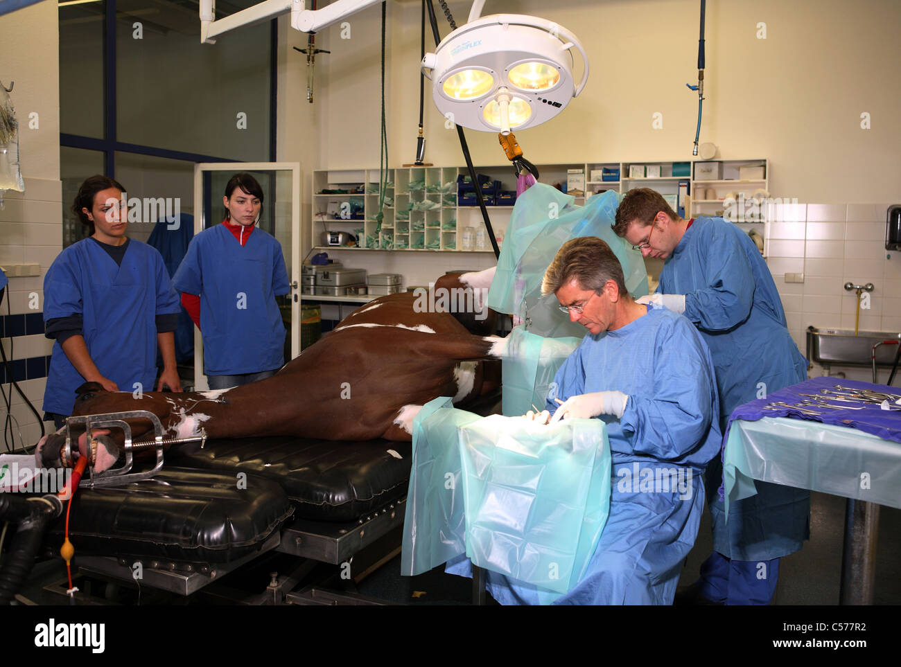 I veterinari operanti su un cavallo è la gamba Foto Stock