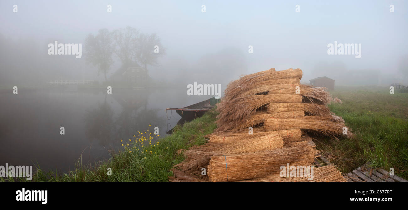 I Paesi Bassi, Kalenberg, tumulo di reed nella nebbia di mattina. Background: farm. Vista panoramica. Foto Stock