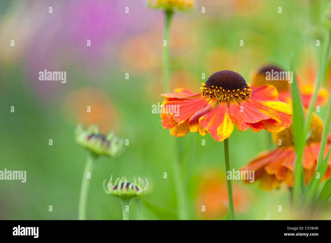 Helenium 'sahin presto flowerer'. Fiore Sneezeweed Foto Stock