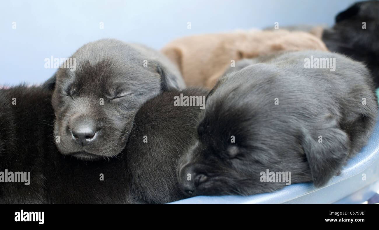 Il Labrador cuccioli dormire in una pila Foto Stock