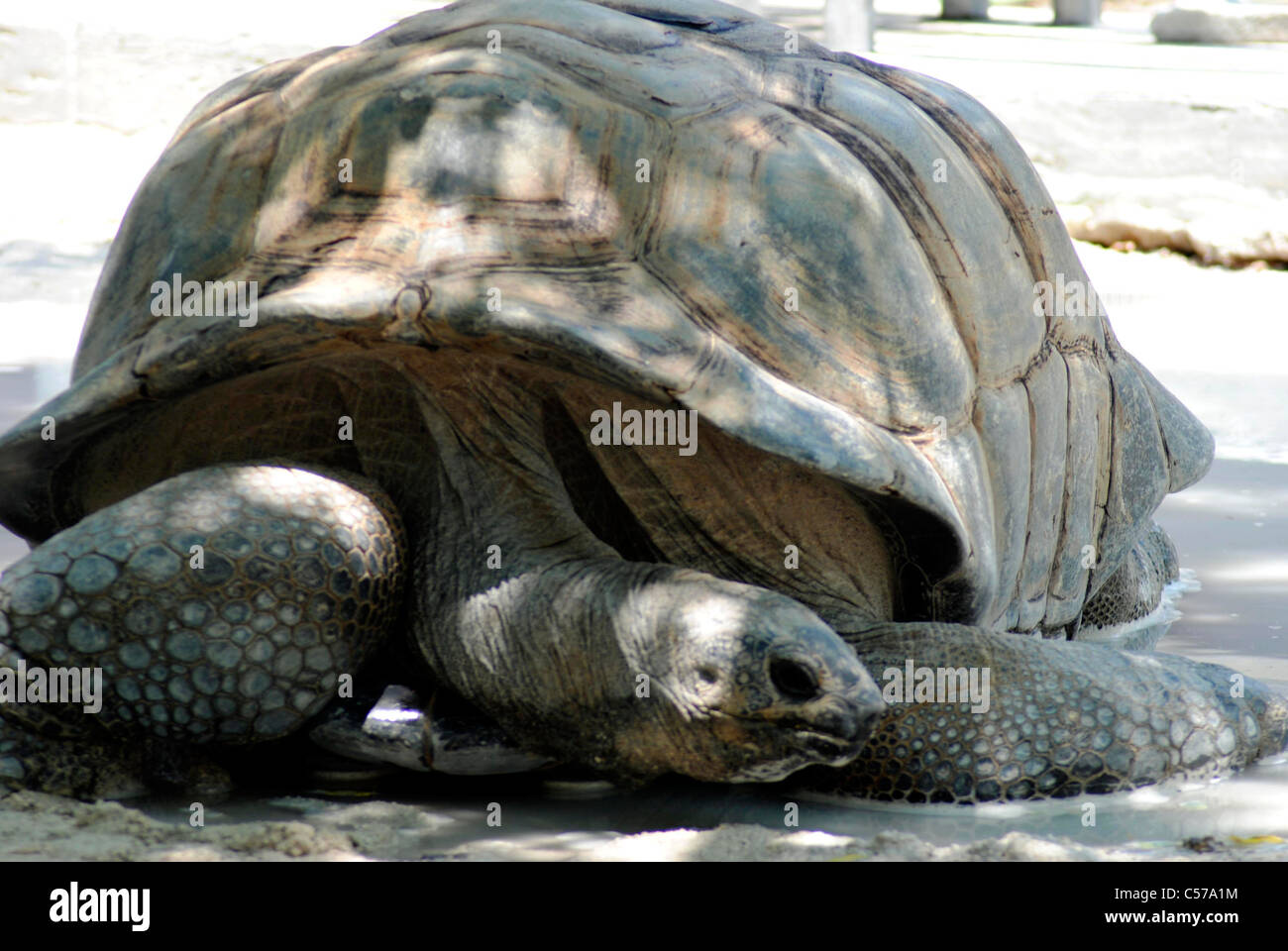 Gigantesca tartaruga Galapagos Foto Stock