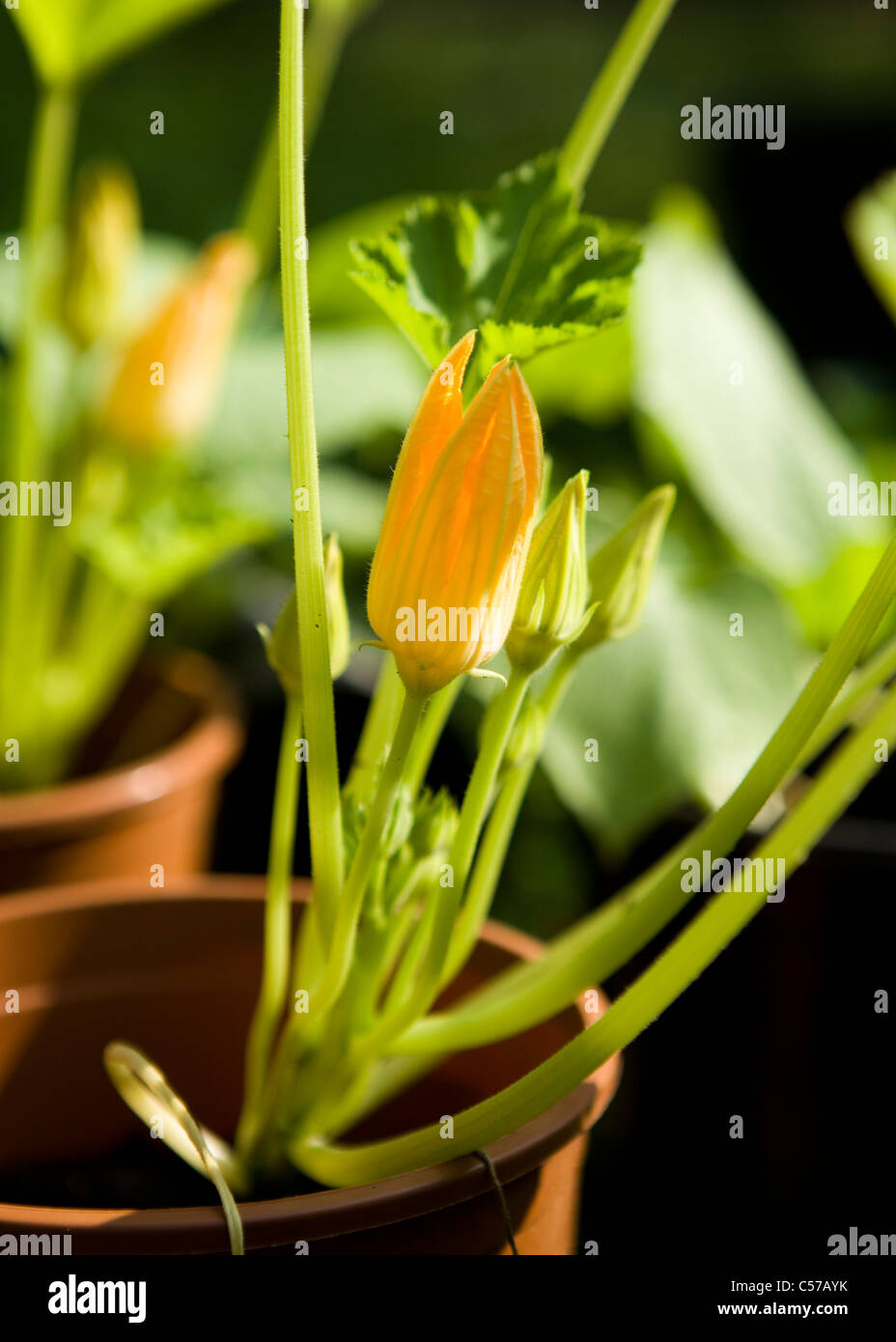 Fiori di zucchina bud (Cucurbita pepo) Foto Stock