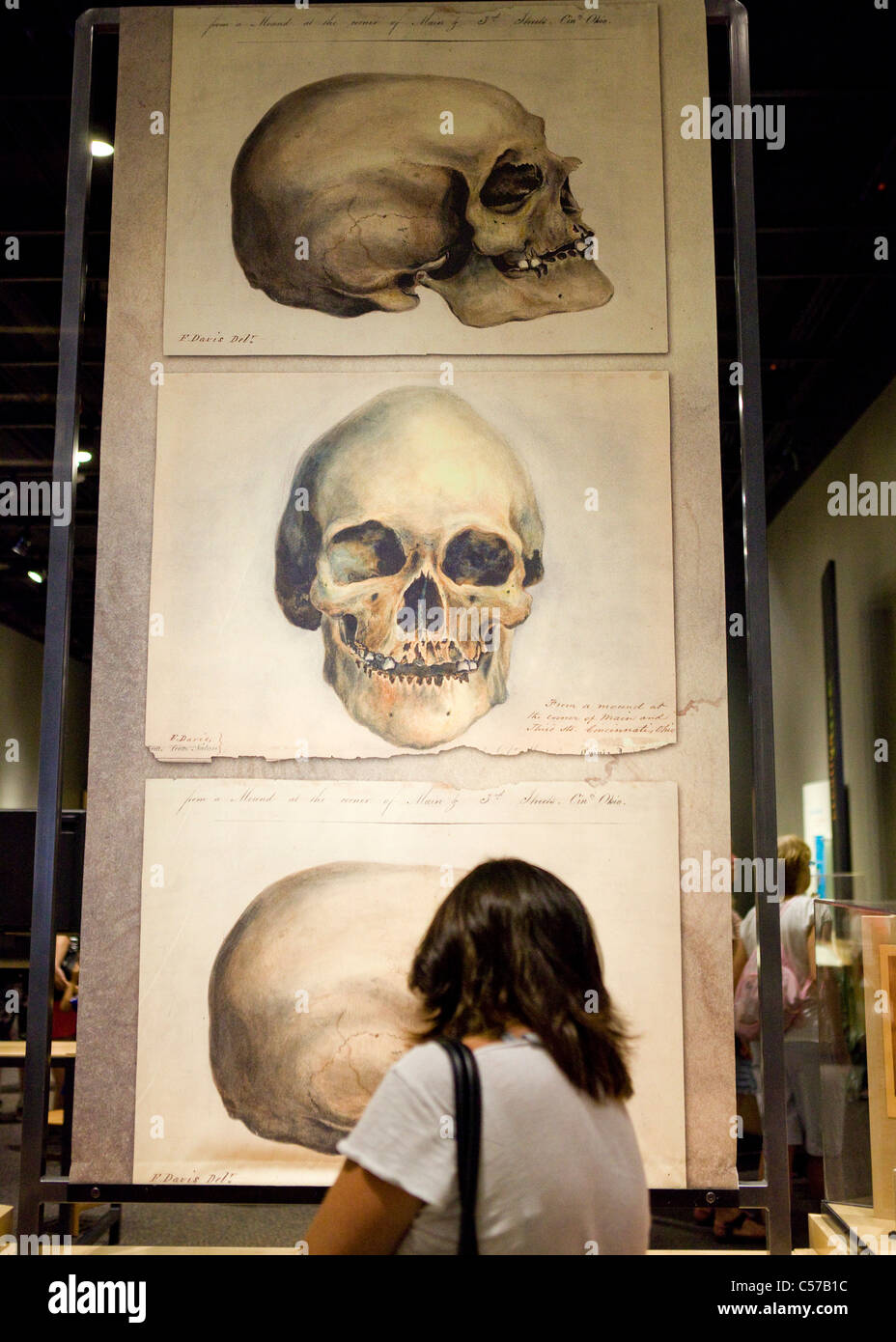 Una donna osserva un display del teschio umano disegni Foto Stock