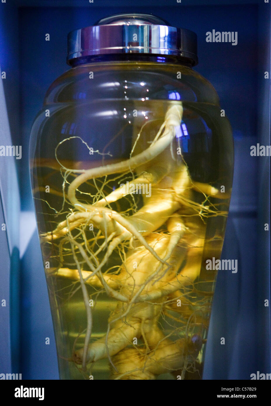 Insamju - Tradizionale Coreano alcol medicinale fatta con il ginseng Foto Stock