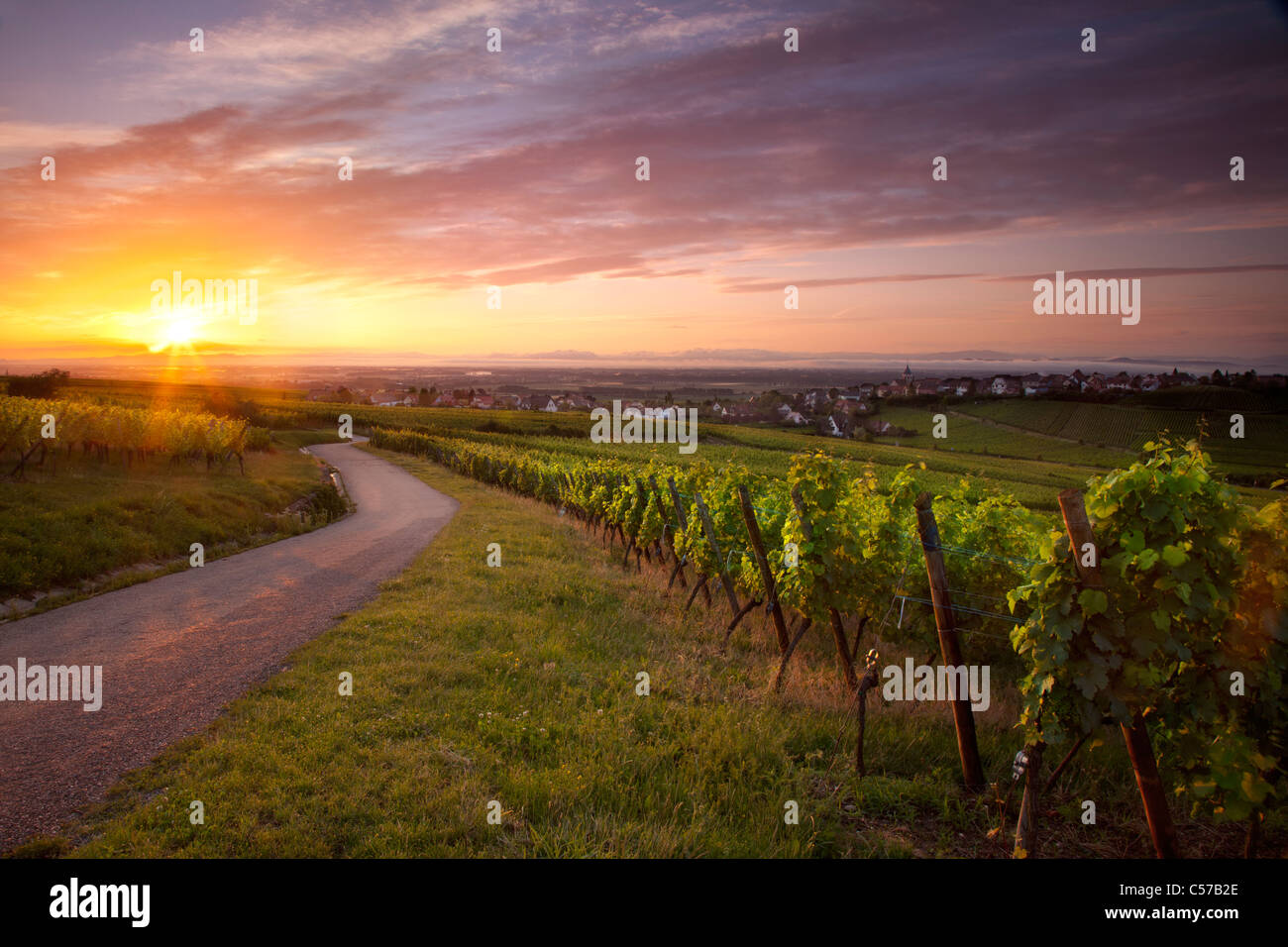 Sunrise su vigneti lungo la famosa Route des Vins vicino Zellenberg, Alsace Francia Foto Stock