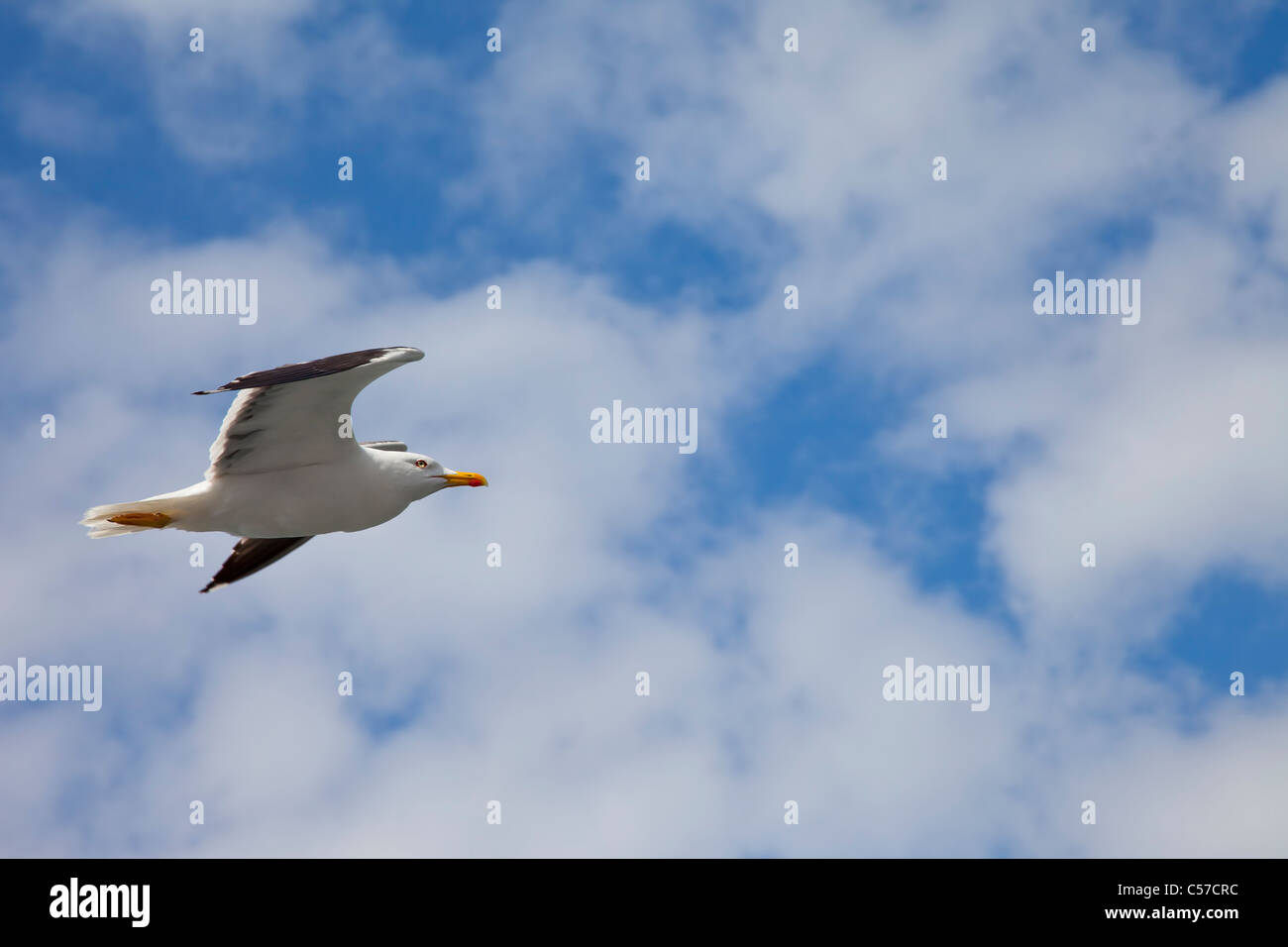 Seagull volare nel cielo blu con nuvole bianche Foto Stock