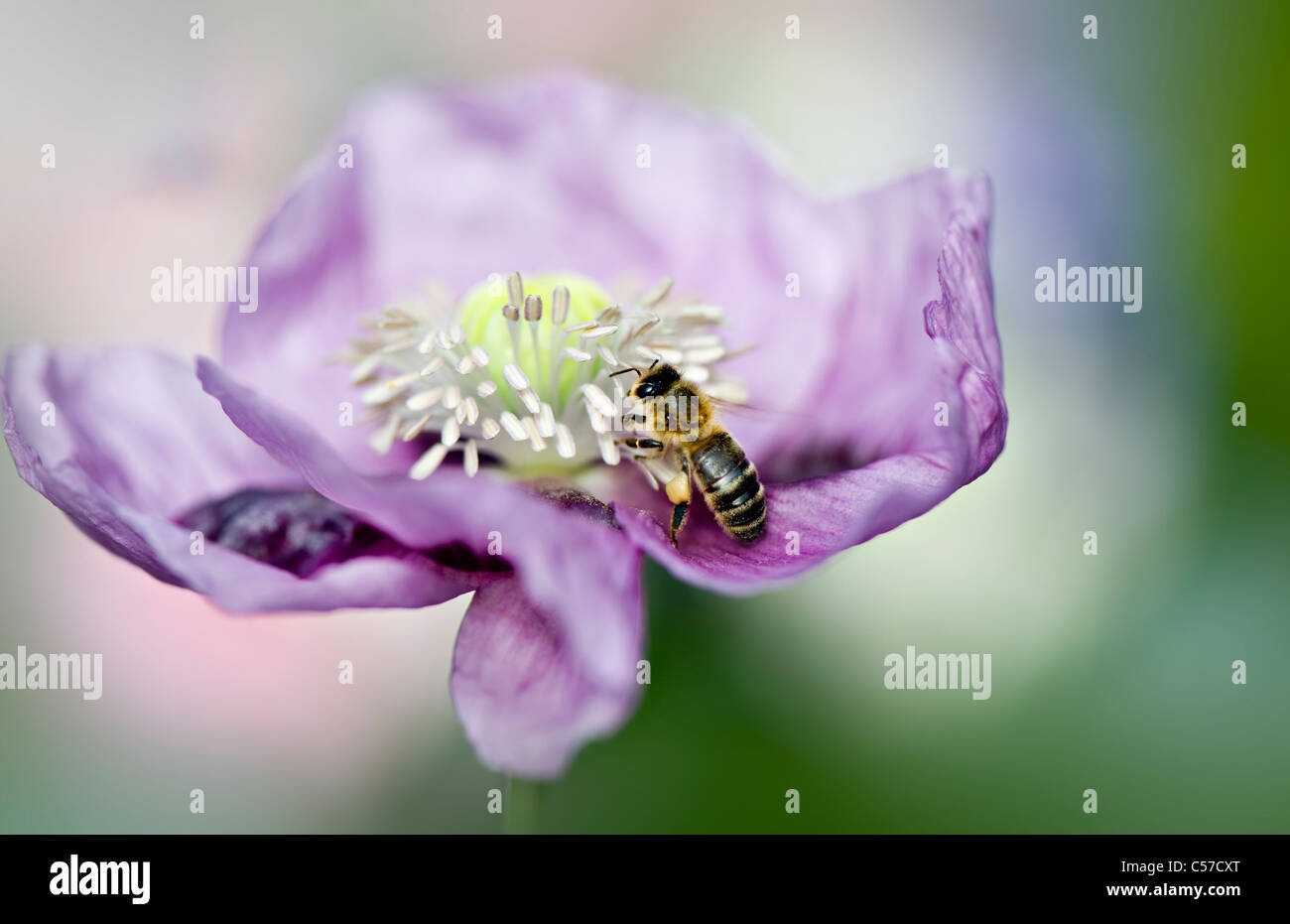 Papaver somniferum - papavero con un' ape per raccogliere il polline Foto Stock