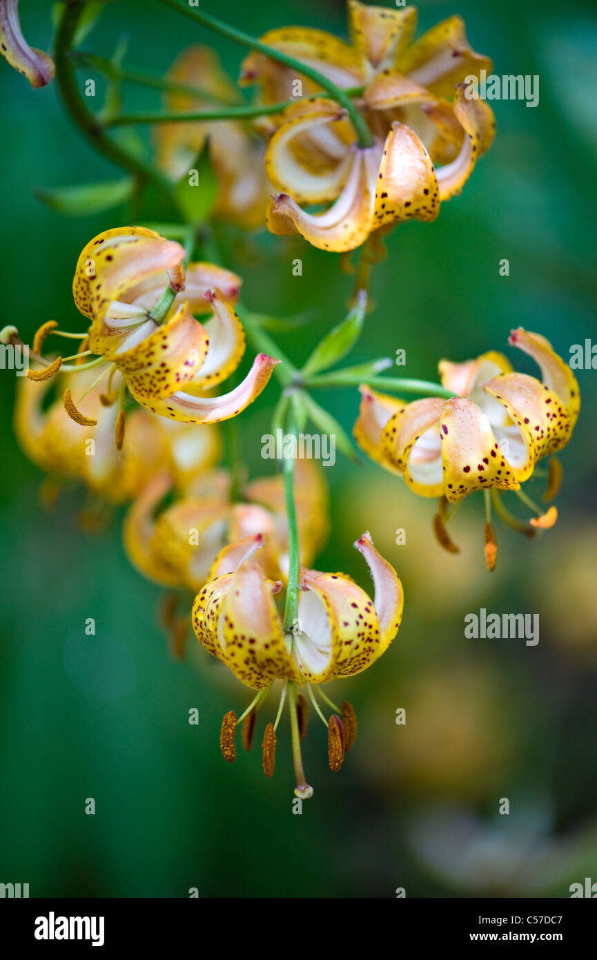 Il Lilium X Dalhansonii 'Marhan' - Turk cappuccio del giglio o Martagon giglio Foto Stock