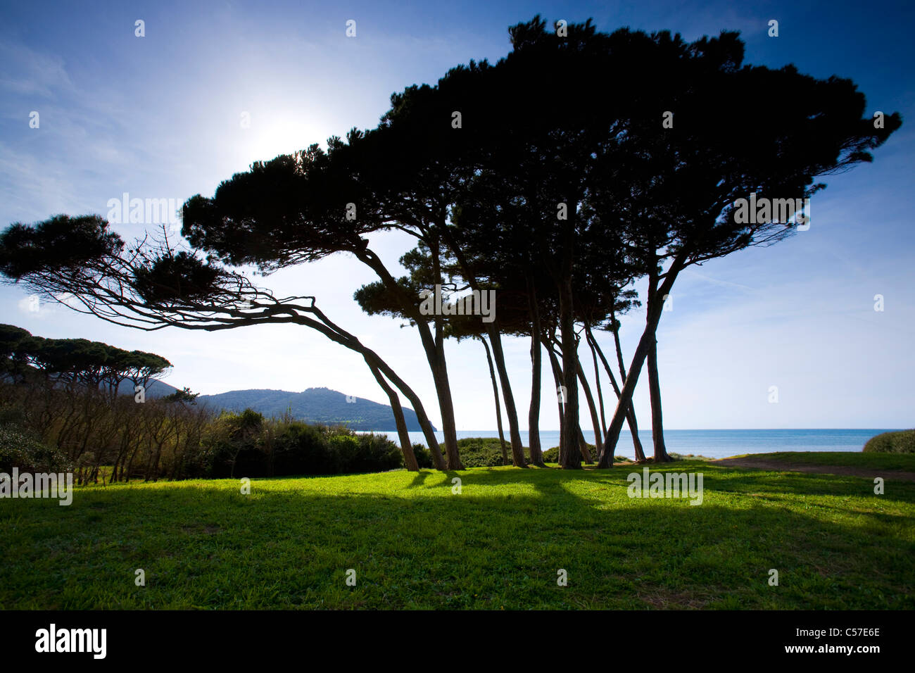 Baratti, Italia, Europa, Toscana, Golfo di Baratti, Mar Mediterraneo, mare, costa, alberi di pini, sfumature Foto Stock