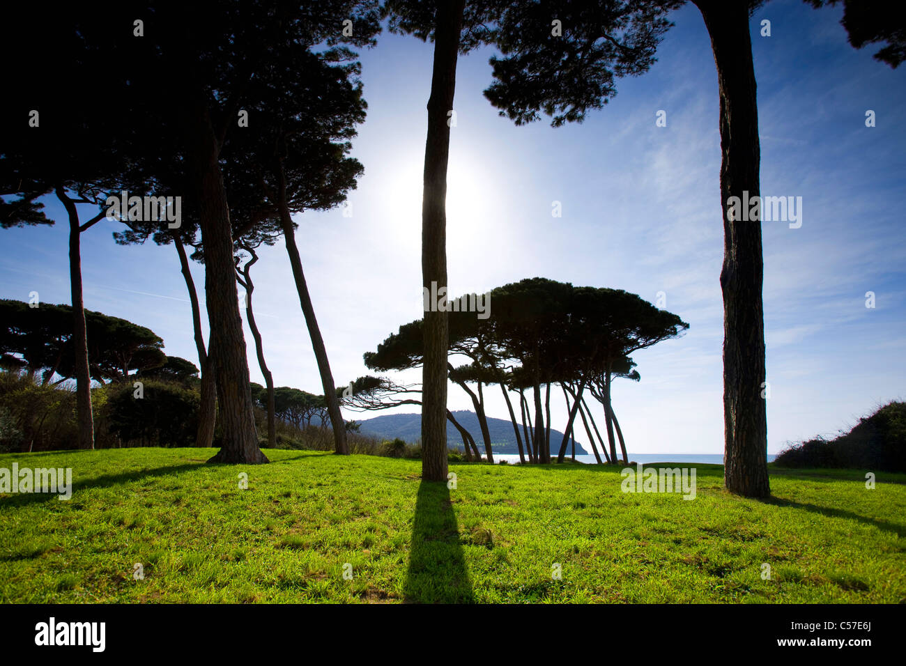 Baratti, Italia, Europa, Toscana, Golfo di Baratti, Mar Mediterraneo, mare, costa, alberi di pini, sfumature Foto Stock