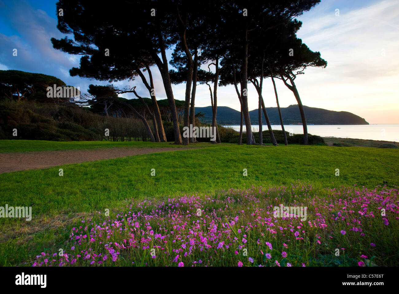 Baratti, Italia, Europa, Toscana, Golfo di Baratti, Mar Mediterraneo, mare, costa, alberi di pini, sfumature Foto Stock