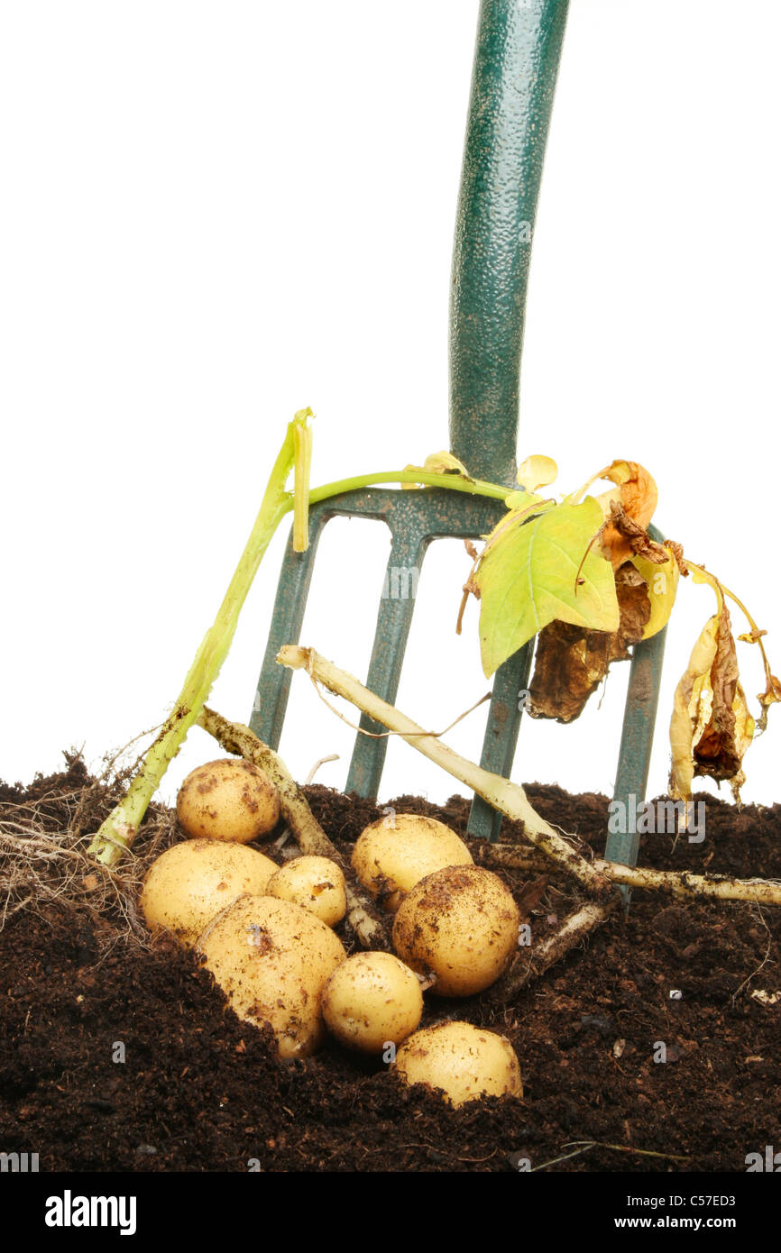 Appena scavato per le patate di primizia in terra con una forcella di giardino Foto Stock