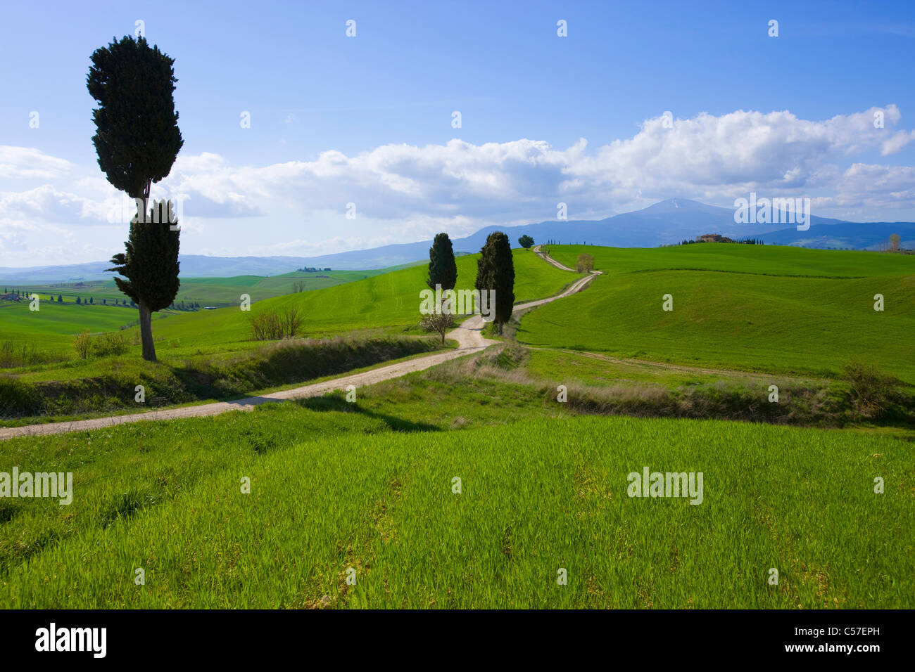 Terrapille, Italia, Europa, Toscana, Creta, campi, agriturismo, modo, olivi, cipressi, nuvole, molla Foto Stock