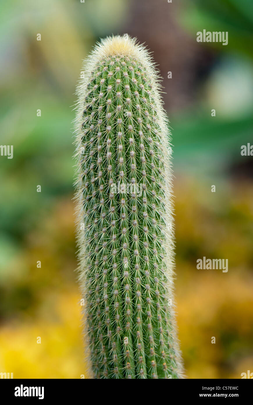 Weberbauerocereus winterianus cactaceae Foto Stock