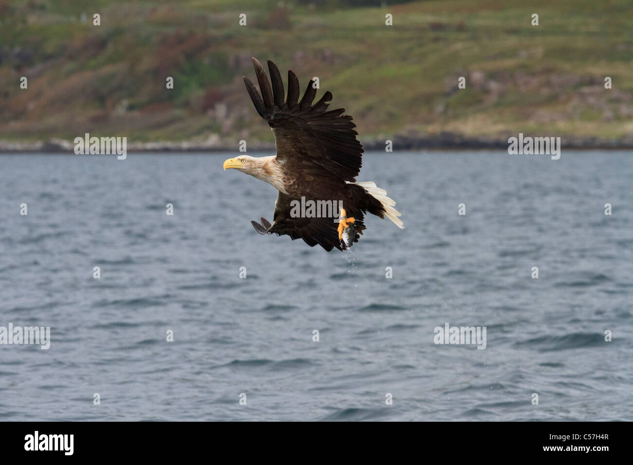 Un'aquila di mare in Loch Na Keal, una serie di 5 scatti in tutto lo sciopero (vedere più da fotografo per altri) Foto Stock