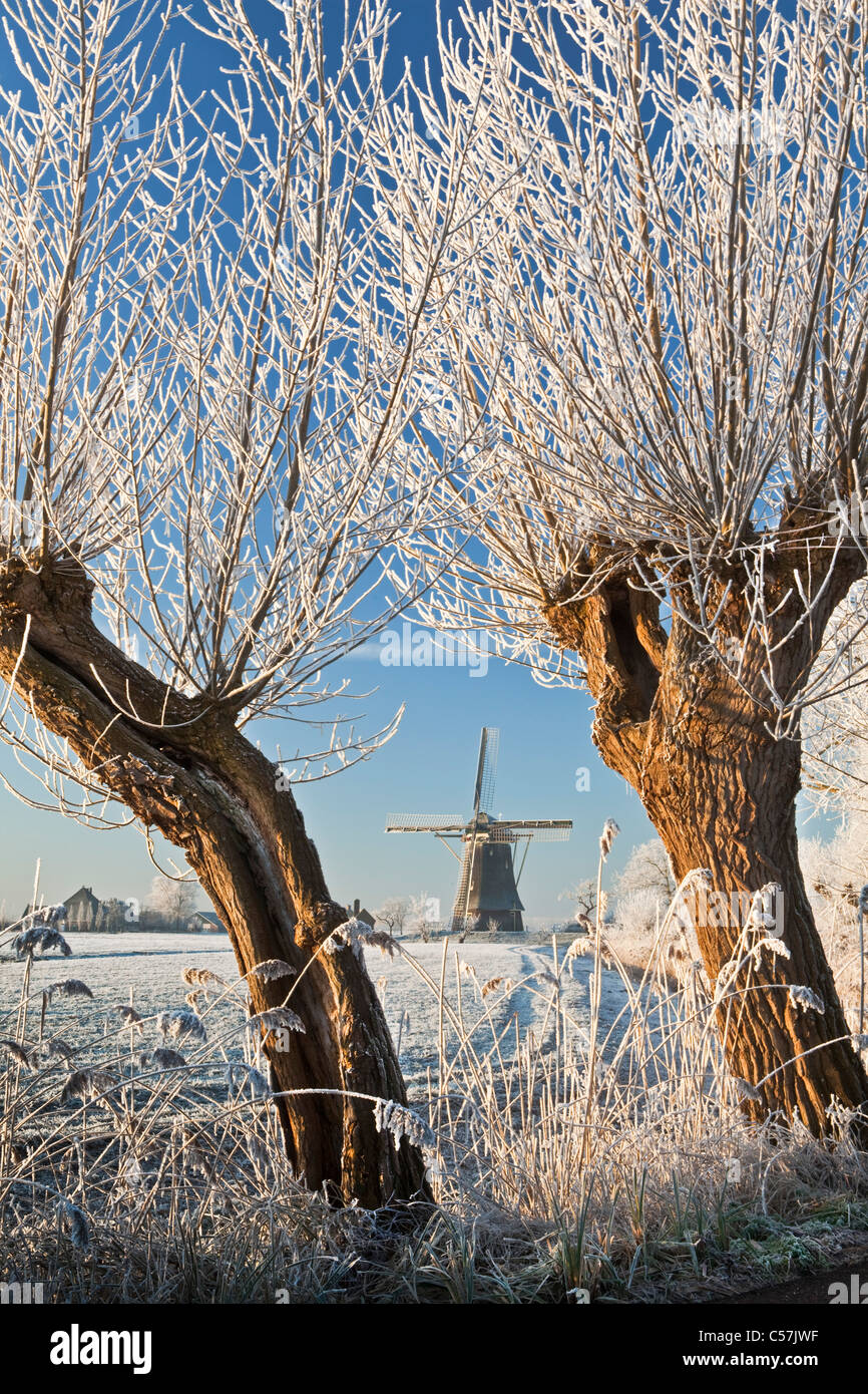 I Paesi Bassi, Nigtevecht, pecore e mulino di neve. Gli alberi di salice. Foto Stock