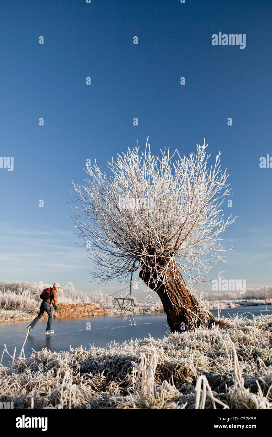 I Paesi Bassi, LOENEN AAN DE VECHT. La donna il pattinaggio su ghiaccio e Willow Tree nella neve. Foto Stock