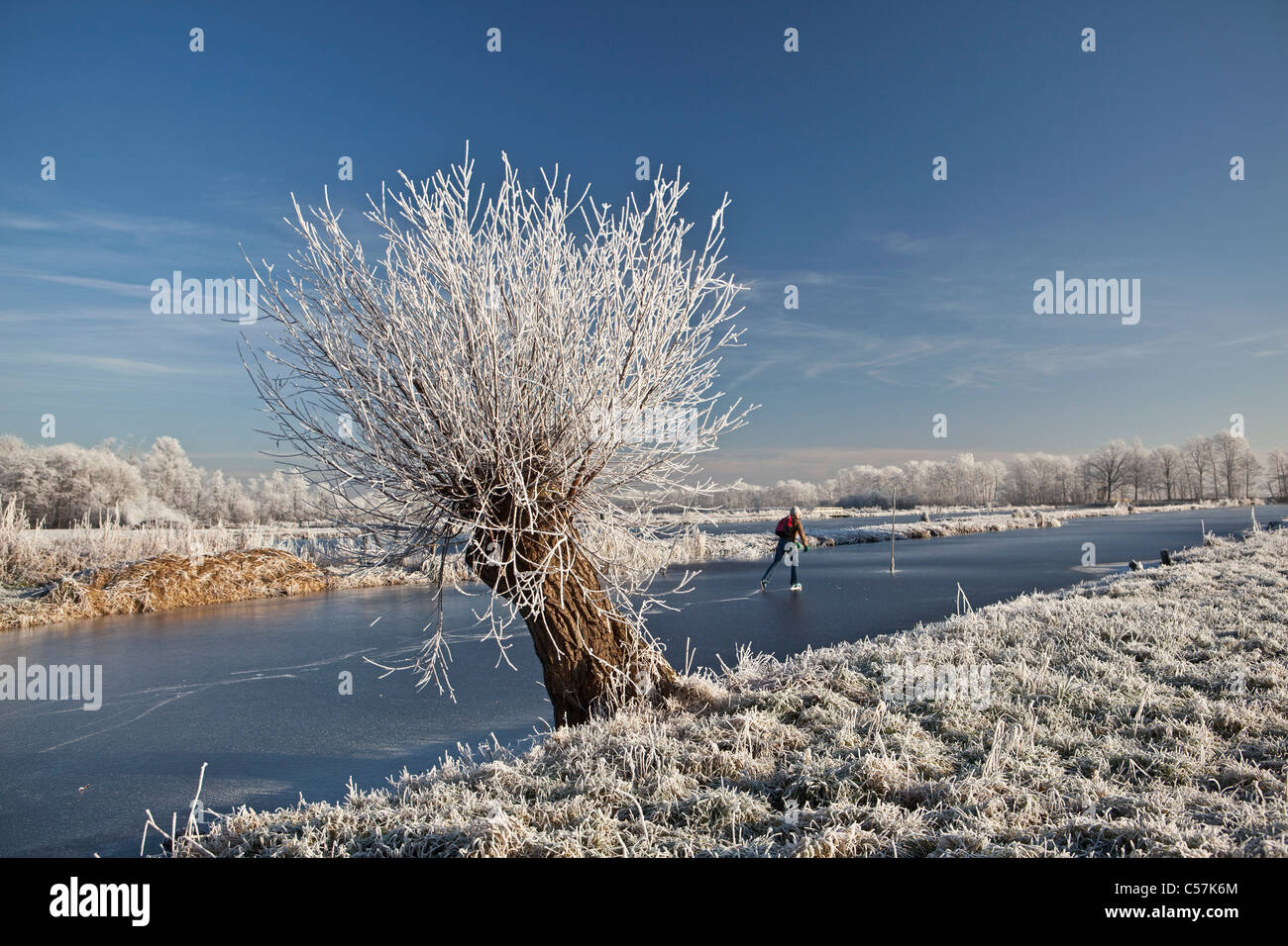 I Paesi Bassi, LOENEN AAN DE VECHT. La donna il pattinaggio su ghiaccio e Willow Tree nella neve. Foto Stock
