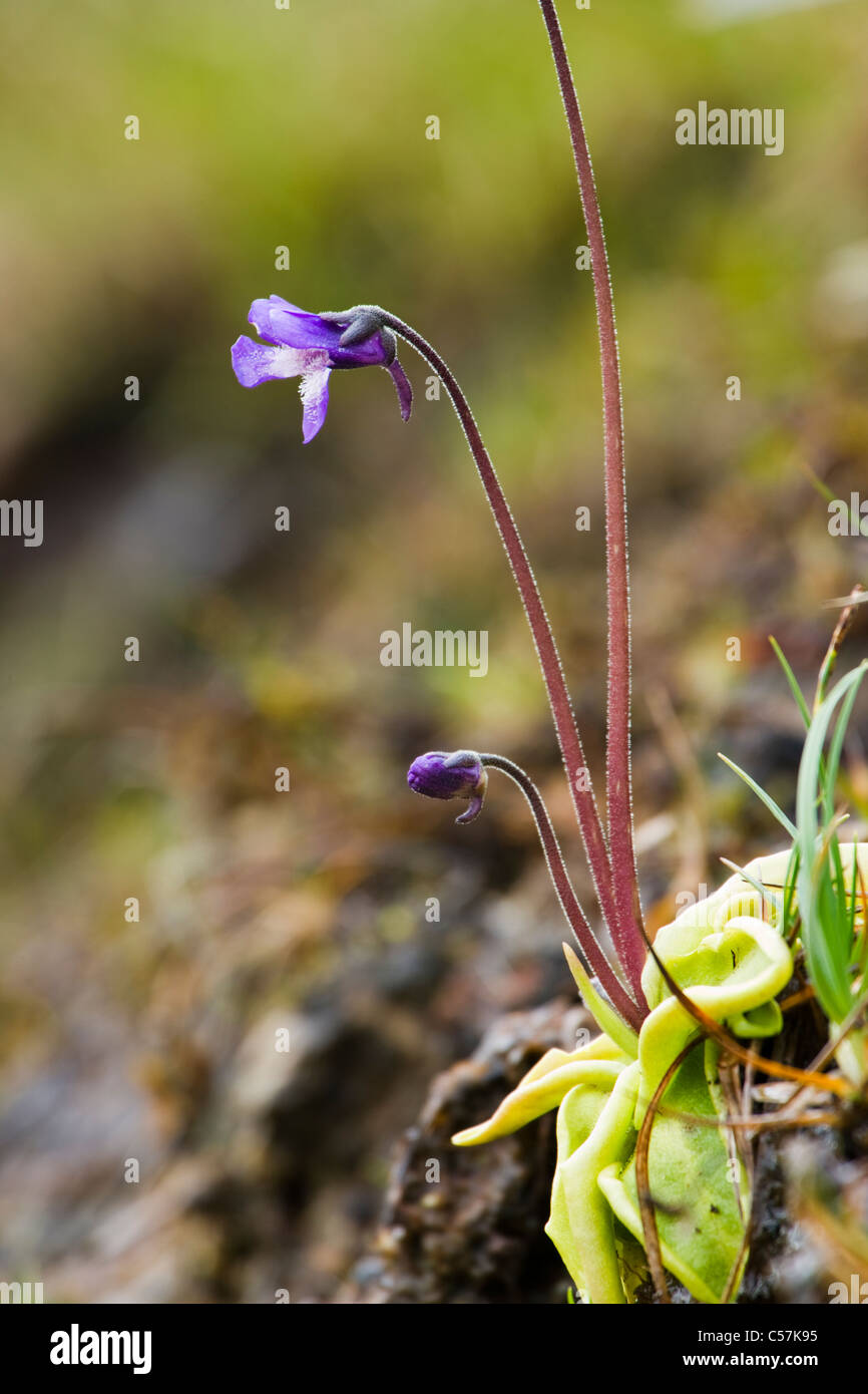 Comune, Butterwort Pinguicula vulgaris. La Scozia, Regno Unito Foto Stock Comune, Butterwort Pinguicula vulgaris. La Scozia, Regno Unito Foto Stock