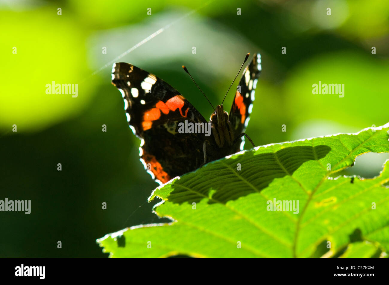 Red admiral butterfly Foto Stock