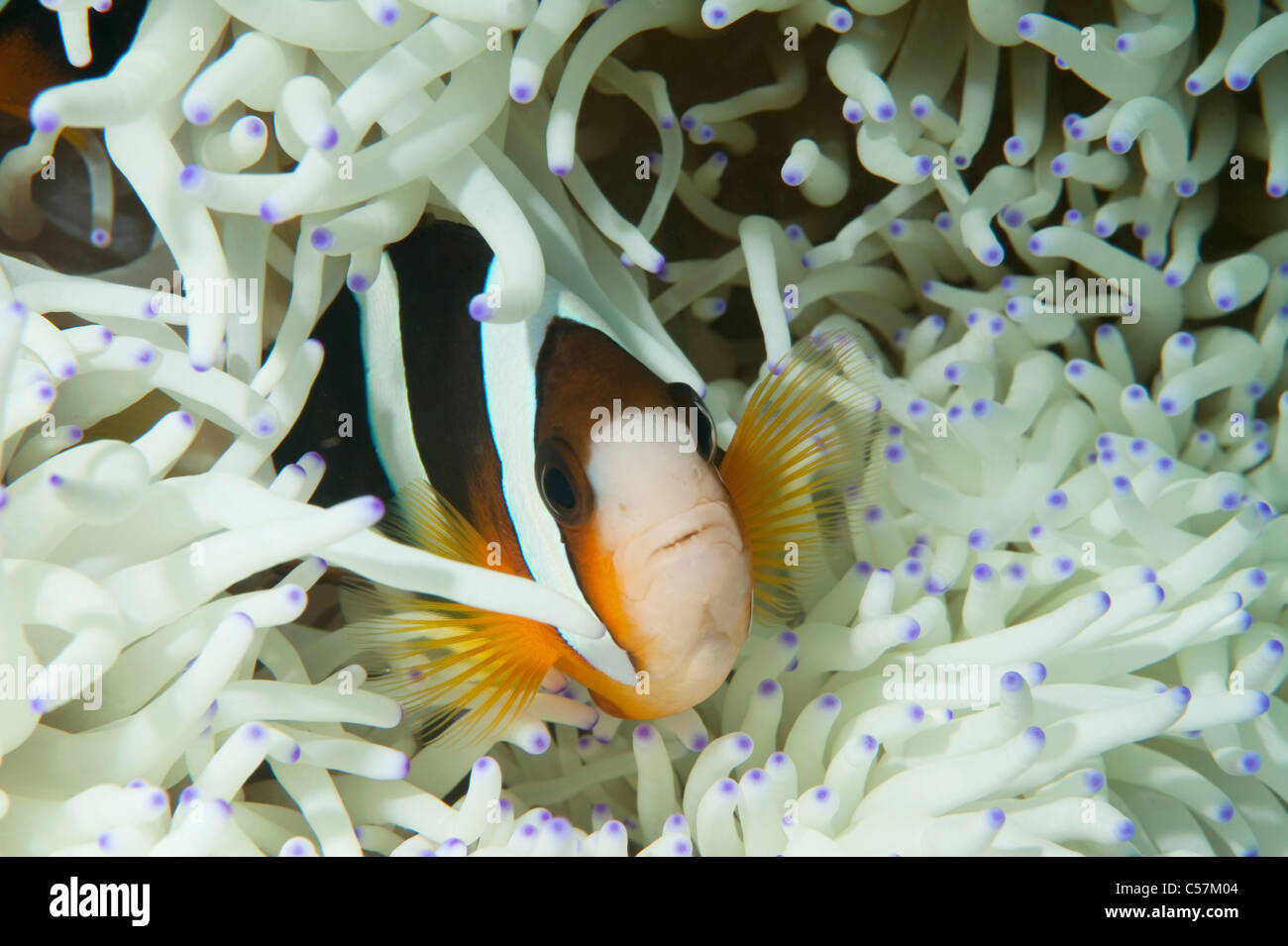 Clark Anemonefish in un anemone su una scogliera in Indonesia. Foto Stock