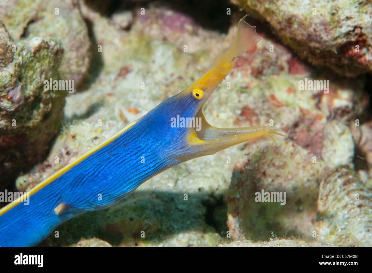 Un nastro blu anguilla con bocca aperta su una scogliera in Indonesia. Foto Stock