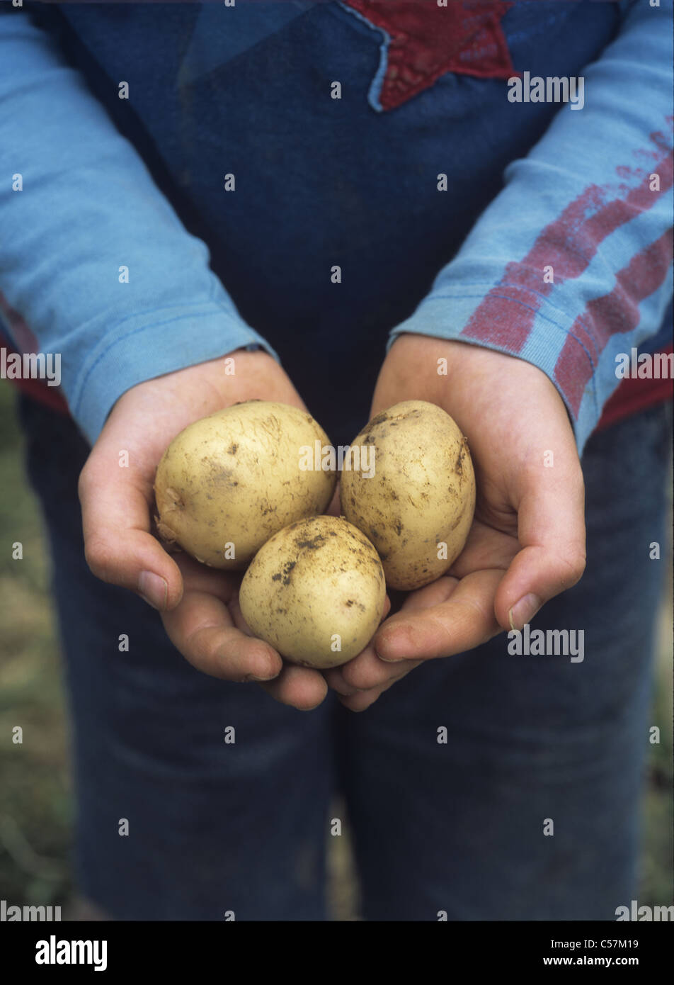 Ragazzo in giardino o riparto tenendo un pugno di 'luogo' prima le patate primaticce Foto Stock